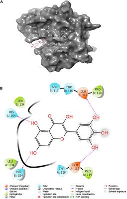 Plant Source Derived Compound Exhibited In Silico Inhibition of Membrane Glycoprotein In SARS-CoV-2: Paving the Way to Discover a New Class of Compound For Treatment of COVID-19